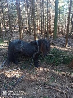 Připouštění shetland pony