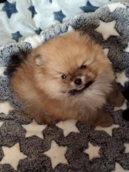 Pomerian - 1