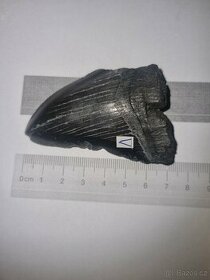 Zub megalodon (Otodus megalodon), 7cm