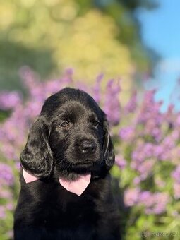 Flat Coated Retriever - štěňátka s PP