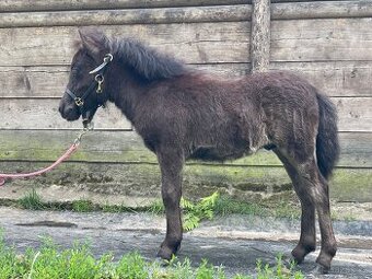 Shetland pony hrebecek s PP