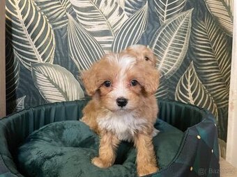 Maltipoo štěňátka