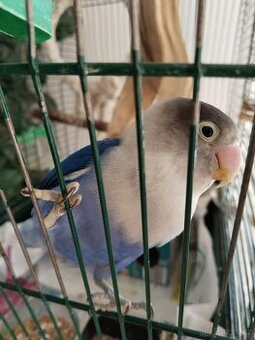 Agapornis Fisery