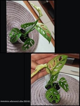 syngonium, monstera, epipremnum, philodendron