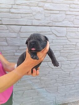 Cane Corso - 1