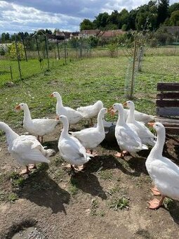 Prodám husy