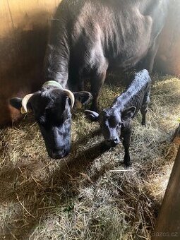 Prodám telátko holčičku  Dahomey