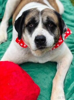 DAG - SAO 74 kg, kastrovaný psík 8 let