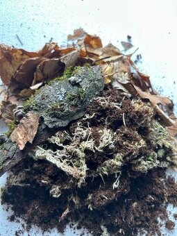 BIO substrát pro stínky/isopody/svinky