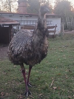 Emu hnědý