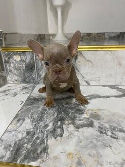 Francouzský buldoček bez pp