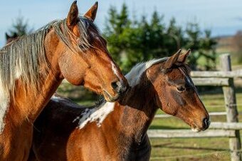 Letošní paint horse klisnička