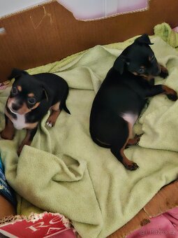 Prodám štěňě pražský krysařík  pejsk bez pp cena 7000 kč