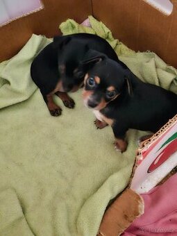 Prodám štěňě pražský krysařík  pejsk bez pp cena 6000 kč