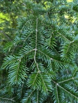 Jedlové chvojí čerstvé