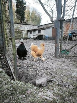 Dvě letošní slepice