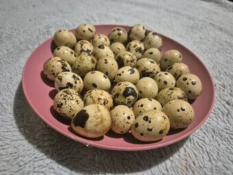 Křepelčí vajíčka