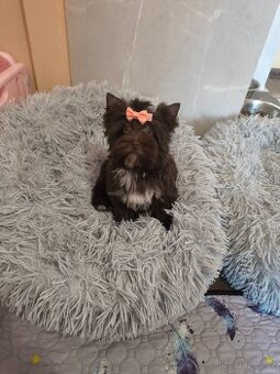 Štěňátka barevný jorkšírský teriér s pp