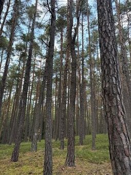 Prodej lesních pozemků v k.ú. Čermná u Staňkova