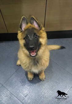 Belgický ovčák Tervueren - kluk s PP s odběrem ihned