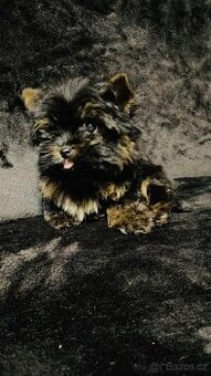 Yorkšírský terier, Biewer, Yorkshire