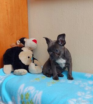 Francouzský buldoček - 1