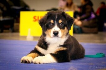 Australský ovčák s PP - atraktivní pejsek ihned k odběru