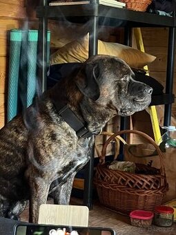 Hledáme fenku k nakrytí