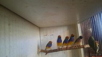 PRODÁM AG A KANÁRY