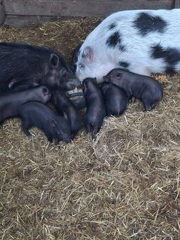 Prasatá vietnamske - 1