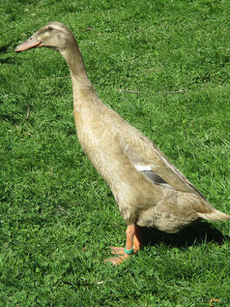 Indický běžec