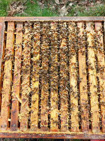 Včely - vyzimované oddělky