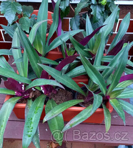 Tradescantia