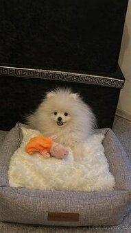 Pomeranian