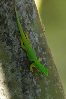Phelsuma quaodriocellata 0.0.1