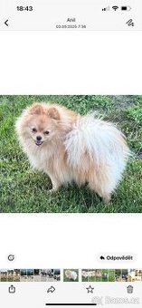 Pomeranian s PP