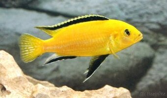 Labidochromis caeruleus