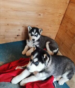 Sibírsky husky fenka