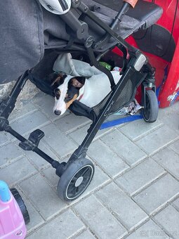 Jack Russell teriér