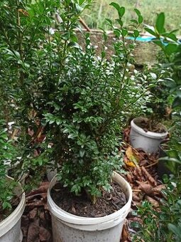 Buxus, zimostráz