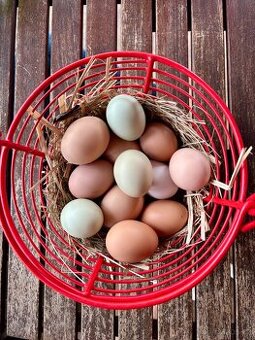 Prodám domácí vejce z volného chovu