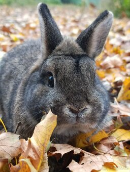 Zakrslý králík samec