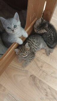 Britská koťátka whiskas s PP