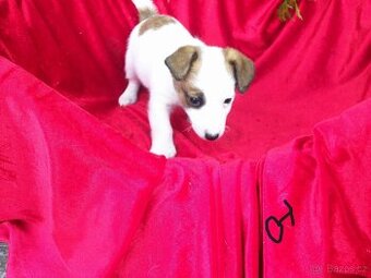 Jack Russell  teriér-hladkosrstý