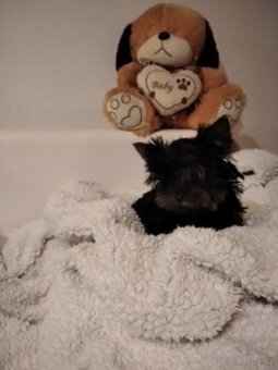 Jorkšírský teriér bez pp