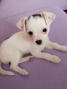 Prodám 3.měsíční štěně čivavy