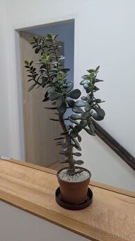 Crassula ovata