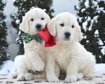 Zlatý retriever, retrívr s PP - štěňata