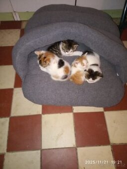 Koťátka hledají domov