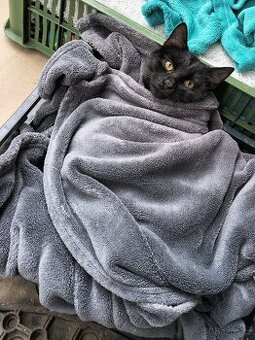 Černý kocourek Mikeš hledá nový domov